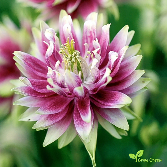 20 seeds of Aquilegia Nora - AQUILEGIA VULGARIS + Gift 5 seeds of Sunflower