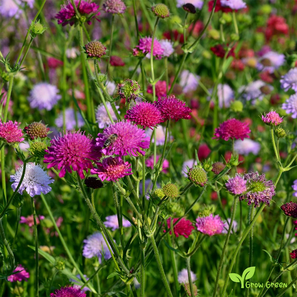 10 seeds of Macedonian Scabious - KNAUTIA MACEDONICA + Gift 5 seeds of Sunflower