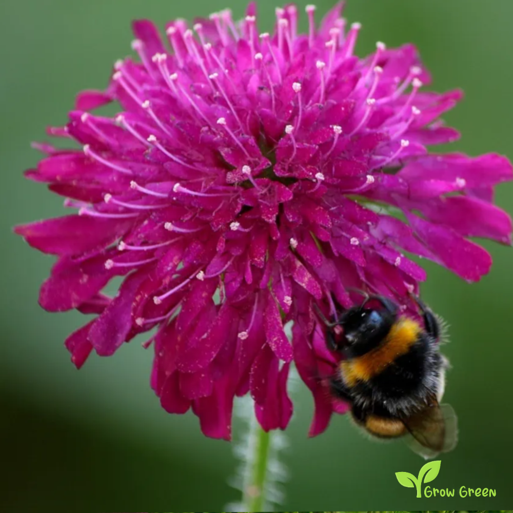 10 seeds of Macedonian Scabious - KNAUTIA MACEDONICA + Gift 5 seeds of Sunflower