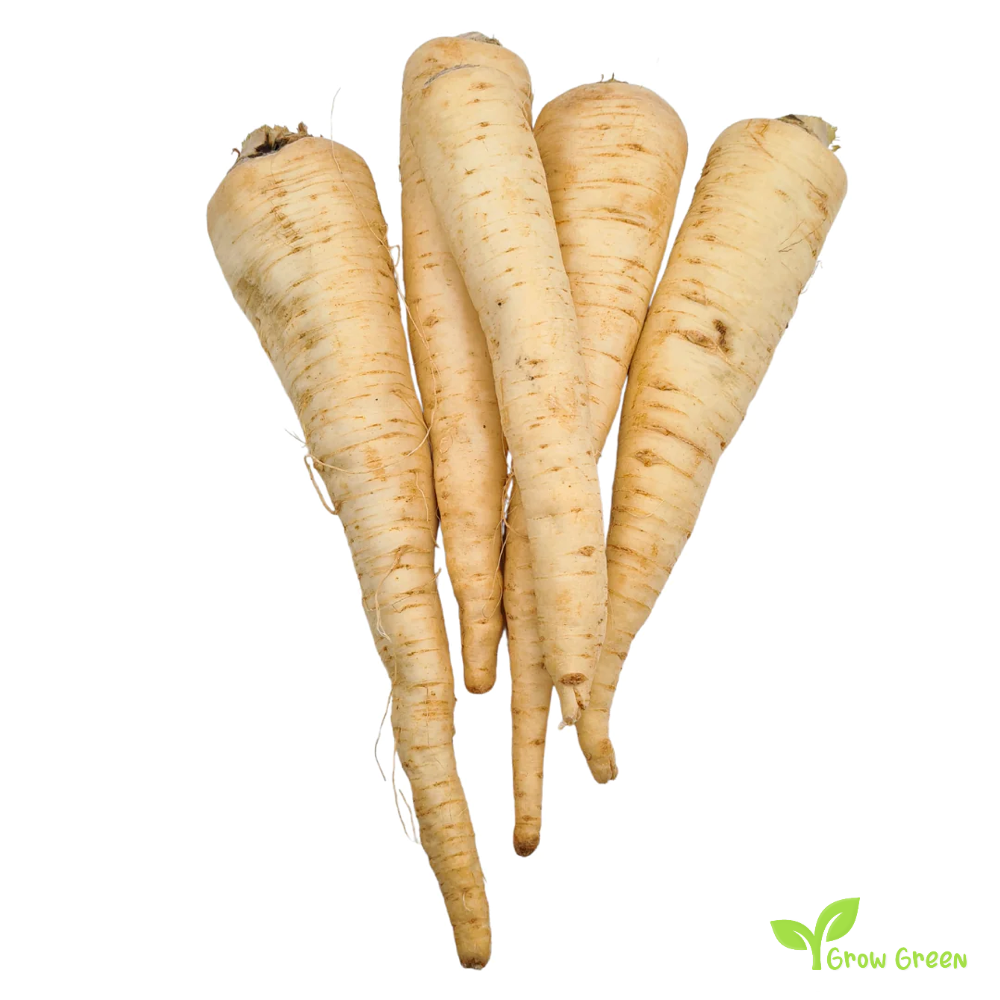 20 seeds of Parsley Root Early - PETROSELINUM CRISPUM + Gift 5 seeds of Sunflower