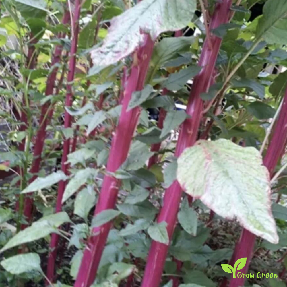 Bangladeshi Giant Amaranth (amaranthus) | 10 seeds