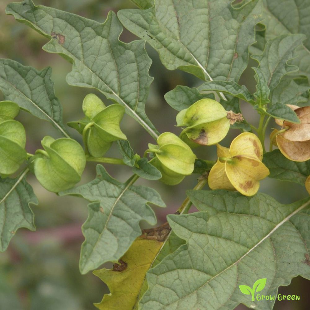 20 seeds of Apple Of Peru - NICANDRA PHYSALODES - Shoo Fly Plant + Gift 5 seeds of Sunflower