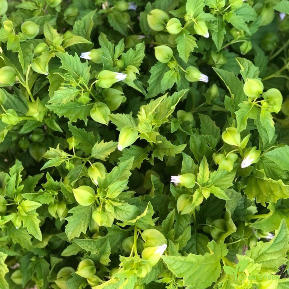 20 seeds of Apple Of Peru - NICANDRA PHYSALODES - Shoo Fly Plant + Gift 5 seeds of Sunflower