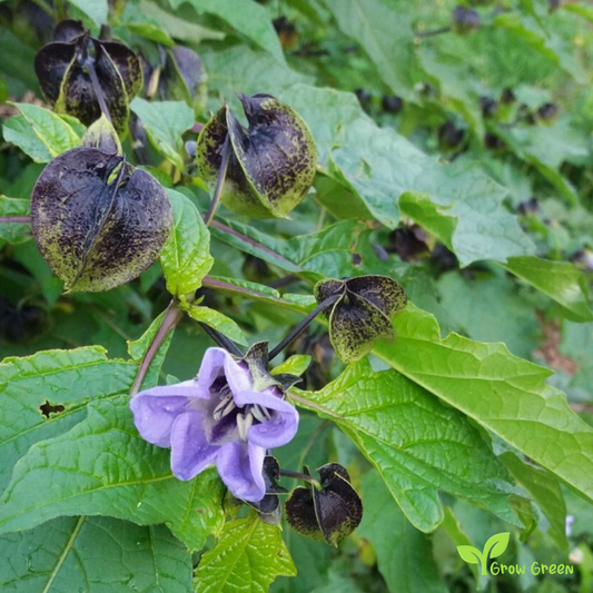 20 seeds of Apple Of Peru - NICANDRA PHYSALODES - Shoo Fly Plant + Gift 5 seeds of Sunflower