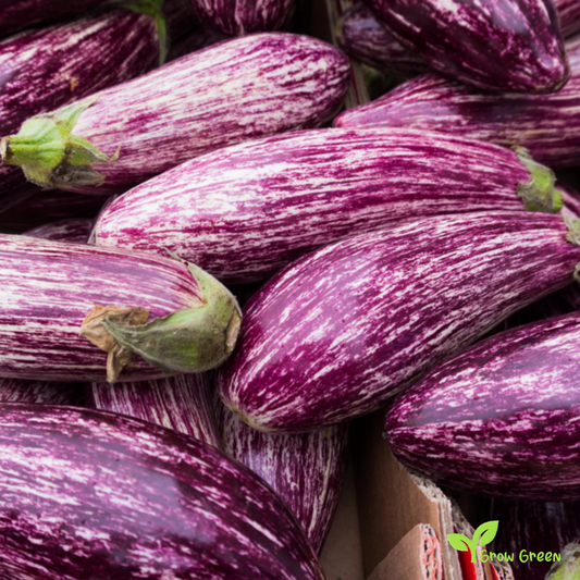 10 seeds of Striped Aubergine - SOLANUM MELONGENA - Tsakoniki + Gift 5 seeds of Sunflower
