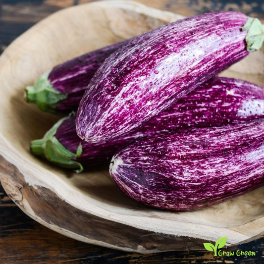 10 seeds of Striped Aubergine - SOLANUM MELONGENA - Tsakoniki + Gift 5 seeds of Sunflower