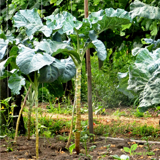 20 seeds of Couve Galega Portuguese - BRASSICA OLERACEA - Kale Cabbage + Gift 5 seeds of Sunflower