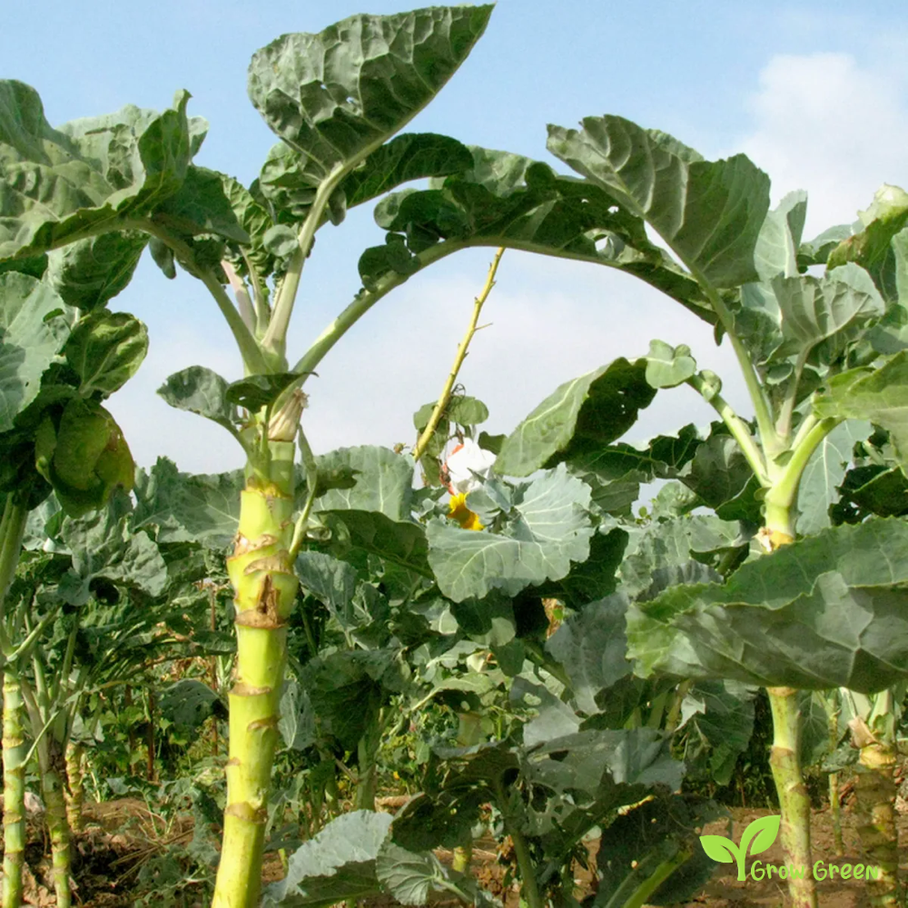 20 seeds of Couve Galega Portuguese - BRASSICA OLERACEA - Kale Cabbage + Gift 5 seeds of Sunflower