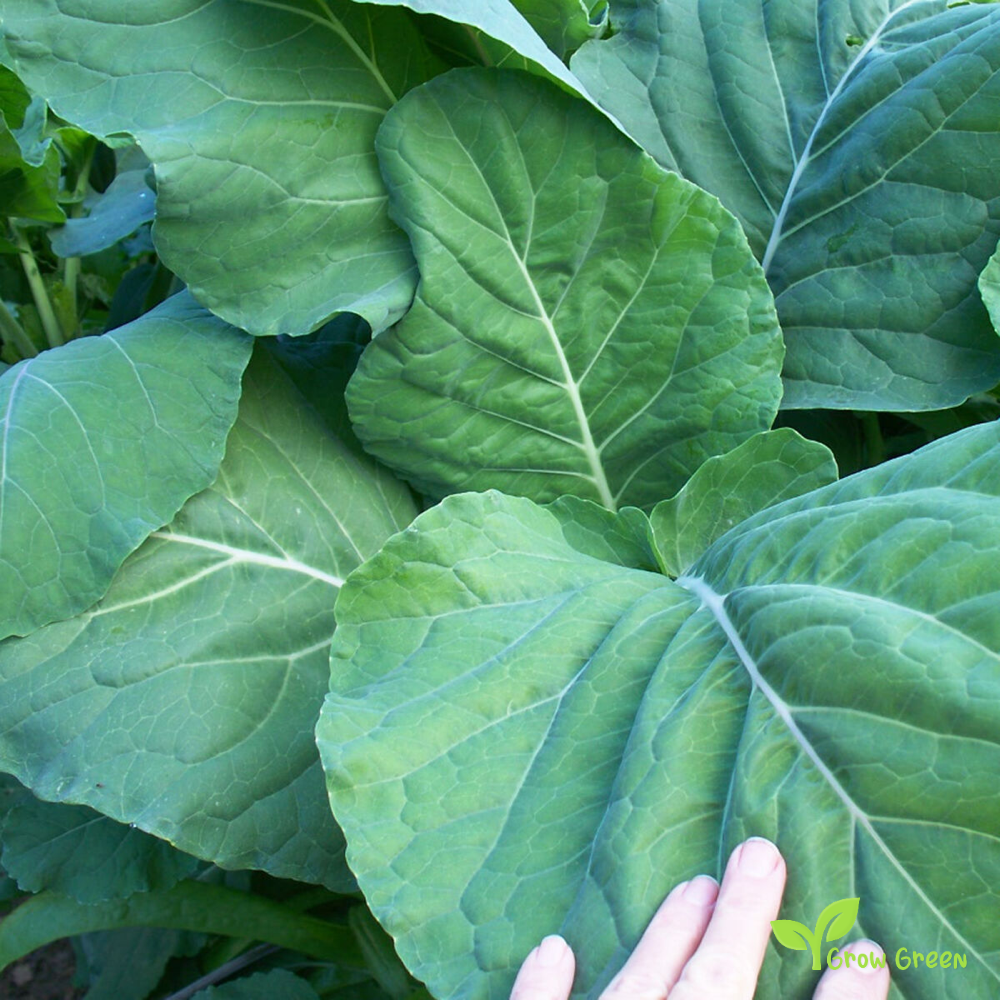 20 seeds of Couve Galega Portuguese - BRASSICA OLERACEA - Kale Cabbage + Gift 5 seeds of Sunflower