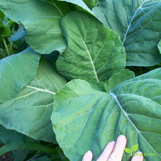 20 seeds of Couve Galega Portuguese - BRASSICA OLERACEA - Kale Cabbage + Gift 5 seeds of Sunflower
