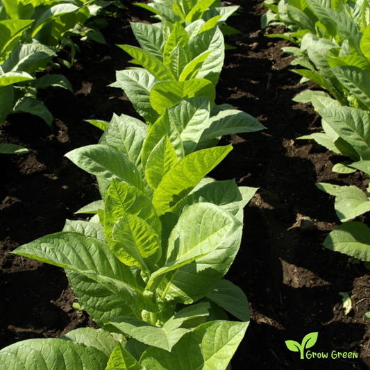 20 seeds of Amber Leaf Tobacco - NICOTIANA RUSTICA + Gift 5 seeds of Sunflower