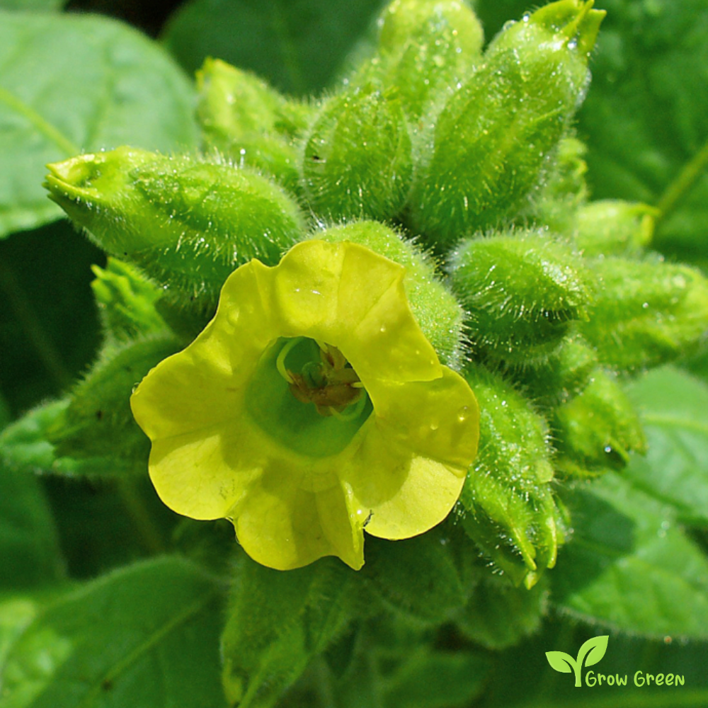 20 seeds of Amber Leaf Tobacco - NICOTIANA RUSTICA + Gift 5 seeds of Sunflower