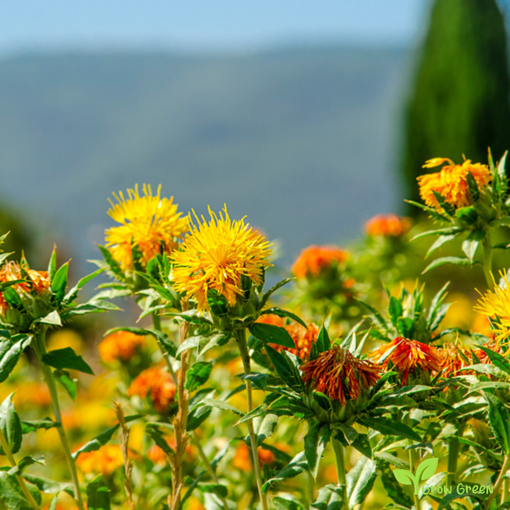 10 seeds of Safflower - CARTHAMUS TINCTORIUS + Gift 5 seeds of Sunflower