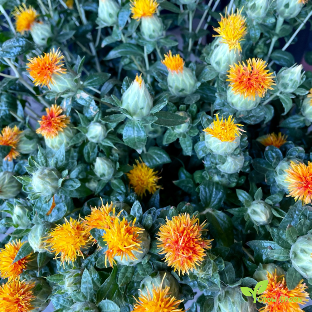 10 seeds of Safflower - CARTHAMUS TINCTORIUS + Gift 5 seeds of Sunflower