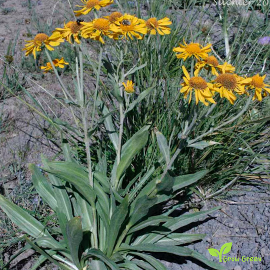 10 seeds of Owl's Claws - HELENIUM HOOPESII + Gift 5 seeds of Sunflower