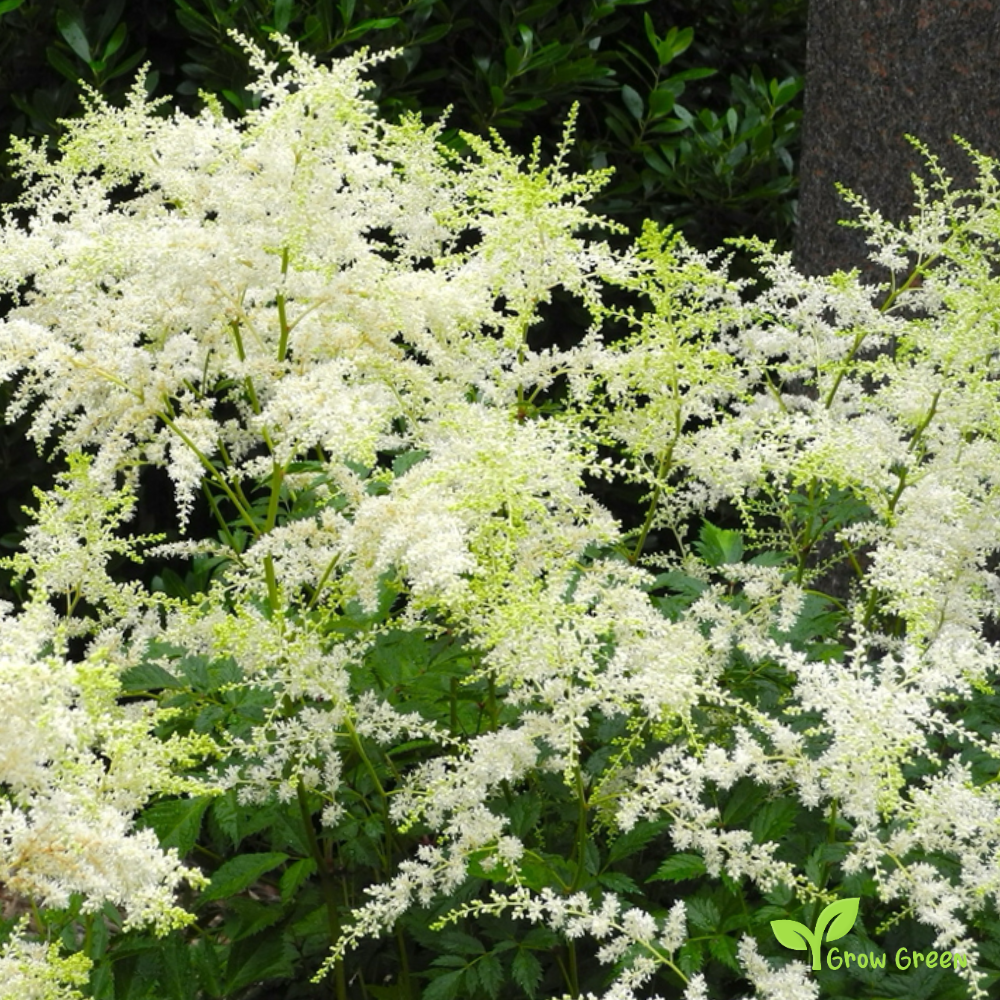 False Goat's Beard (astilbe chinensis) | 10 seeds
