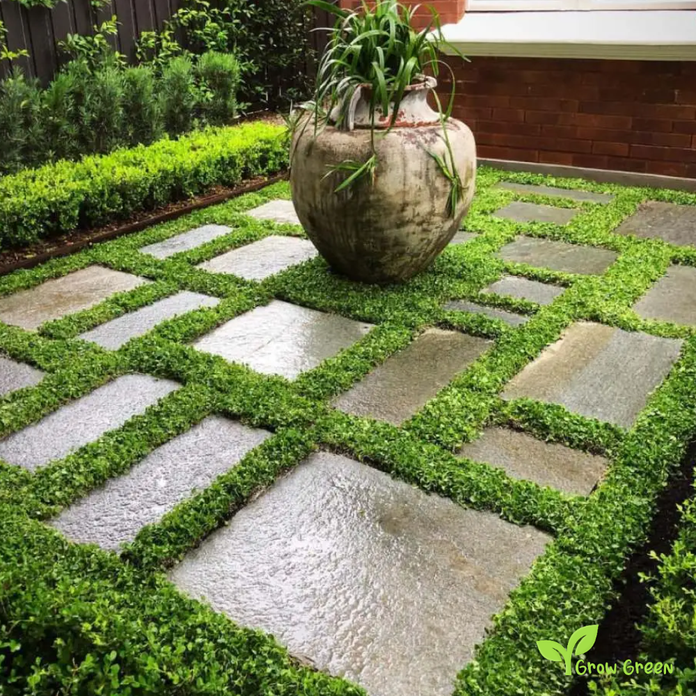 30 seeds of Dichondra - DICHONDRA REPENS - Lawn Grass + Gift 5 seeds of Sunflower