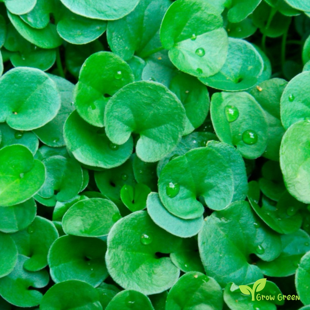 30 seeds of Dichondra - DICHONDRA REPENS - Lawn Grass + Gift 5 seeds of Sunflower