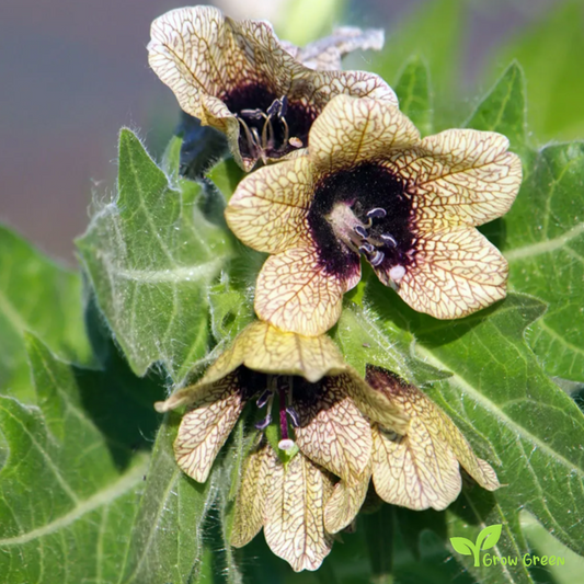 10 seeds of White Henbane - HYOSCYAMUS ALBUS + Gift 5 seeds of Sunflower