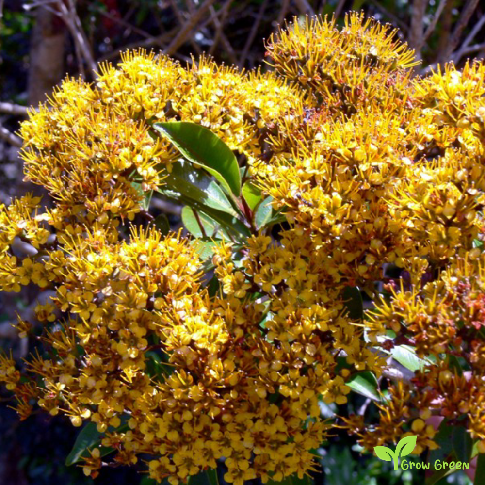 10 seeds of Queensland Golden Myrtle - THALEROPIA QUEENSLANDICA + Gift 5 seeds of Sunflower