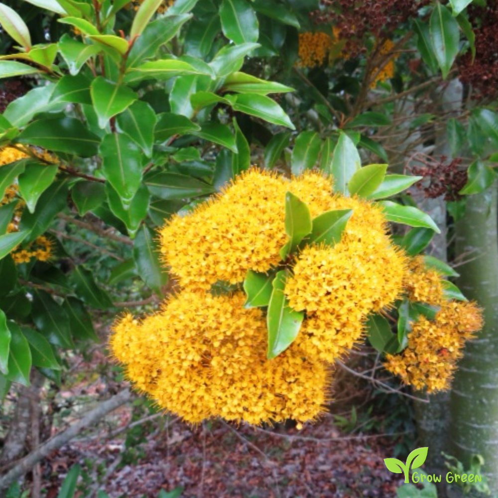 10 seeds of Queensland Golden Myrtle - THALEROPIA QUEENSLANDICA + Gift 5 seeds of Sunflower