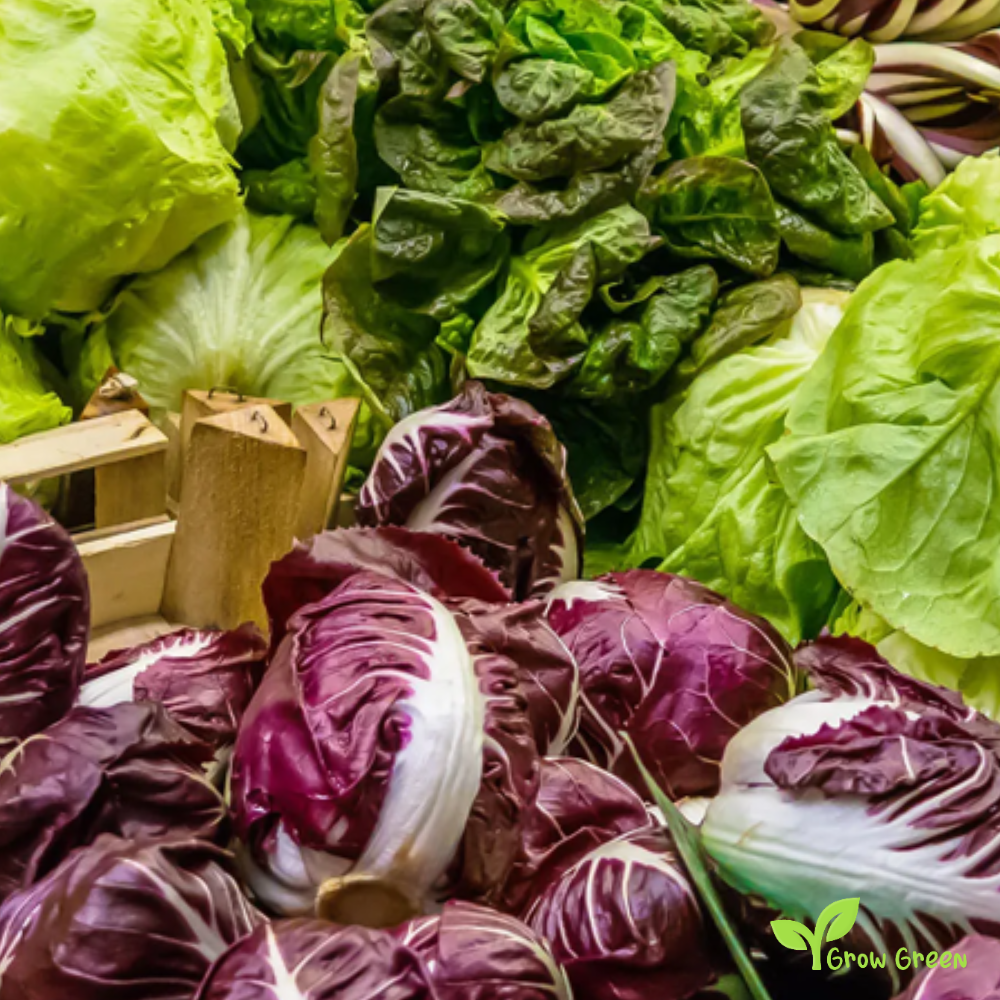 20 seeds of Ball Winter White Endive - CICHORIUM ENDIVIA - Chicory + Gift 5 seeds of Sunflower