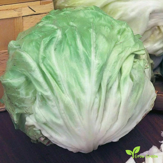 20 seeds of Ball Winter White Endive - CICHORIUM ENDIVIA - Chicory + Gift 5 seeds of Sunflower