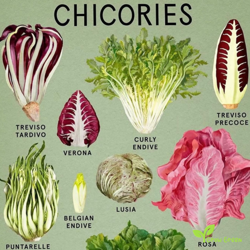 20 seeds of Ball Winter White Endive - CICHORIUM ENDIVIA - Chicory + Gift 5 seeds of Sunflower