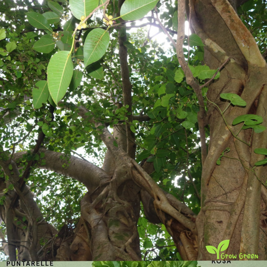 20 seeds of Indian Bat Fig Tree - FICUS AMPLISSIMA - Pipri + Gift 5 seeds of Sunflower