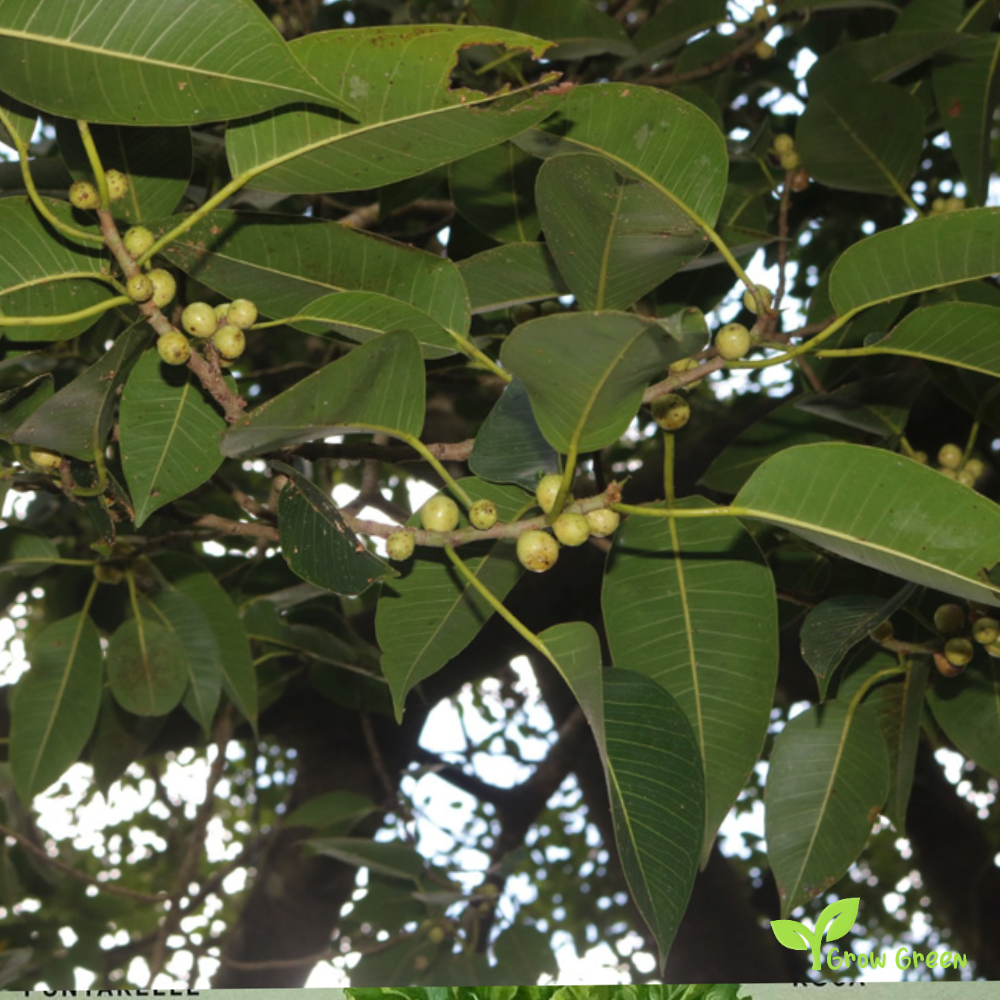 20 seeds of Indian Bat Fig Tree - FICUS AMPLISSIMA - Pipri + Gift 5 seeds of Sunflower