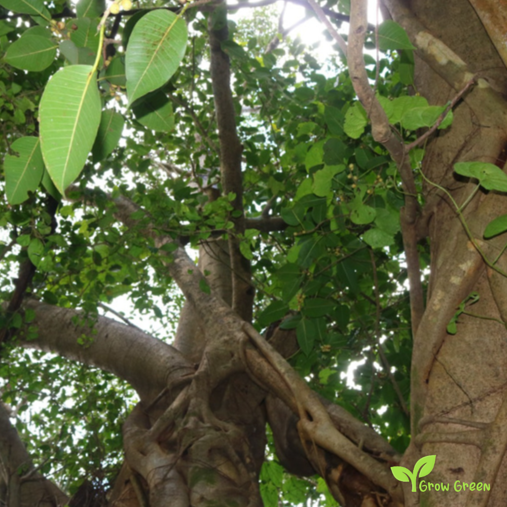 10 seeds of Sacred Fig seeds - FICUS RELIGIOSA + Gift 5 seeds of Sunflower