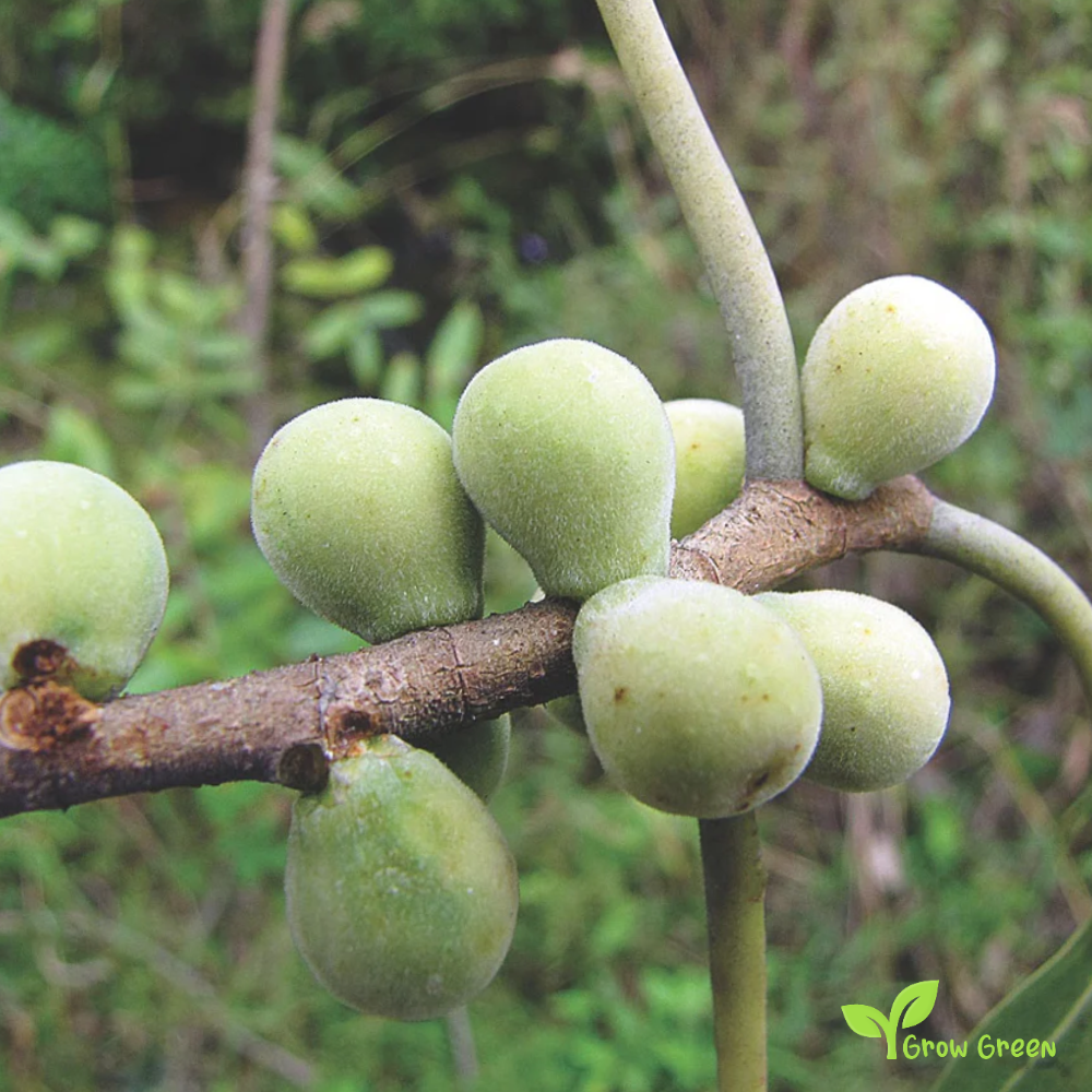 10 seeds of Sacred Fig seeds - FICUS RELIGIOSA + Gift 5 seeds of Sunflower