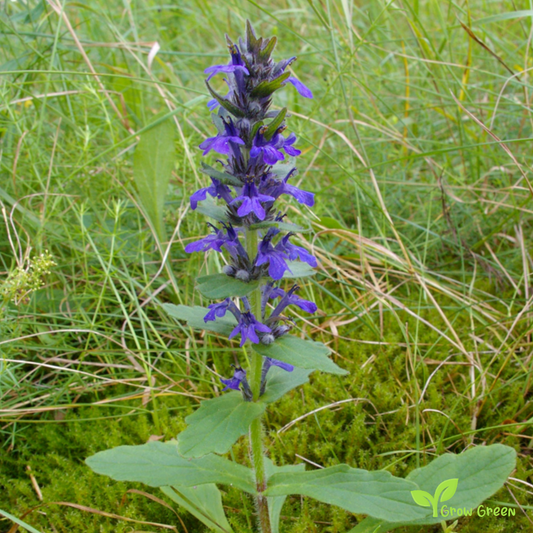 20 seeds of Blue Bugleweed - AJUGA GENEVENSIS - Upright Bugle + Gift 5 seeds of Sunflower