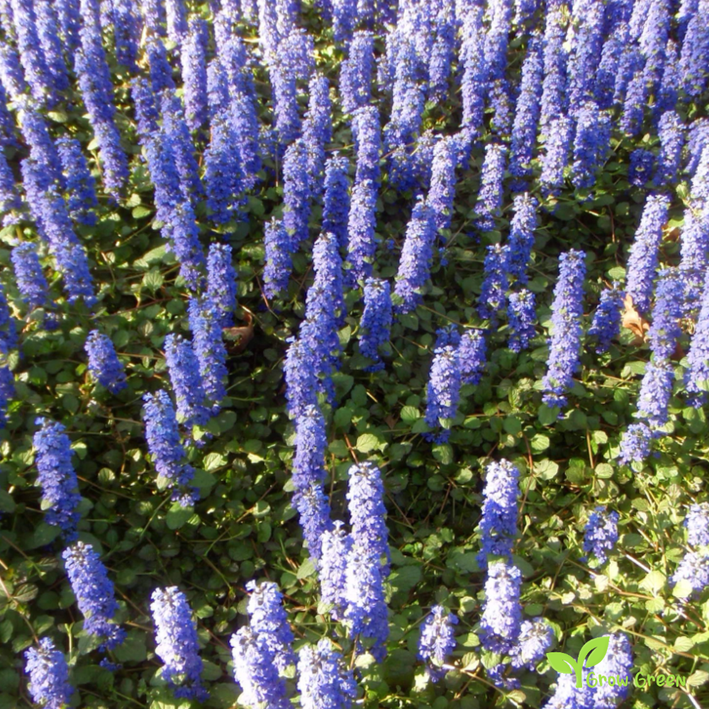 20 seeds of Blue Bugleweed - AJUGA GENEVENSIS - Upright Bugle + Gift 5 seeds of Sunflower