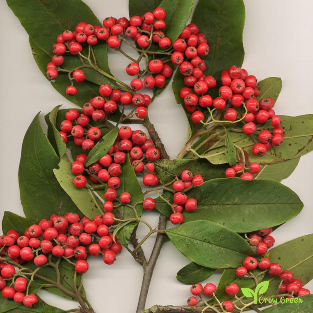 5 seeds of Cotoneaseter - COTONEASTER MULTIFLORA + Gift 5 seeds of Sunflower