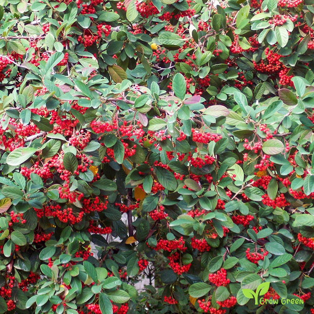 5 seeds of Cotoneaseter - COTONEASTER MULTIFLORA + Gift 5 seeds of Sunflower