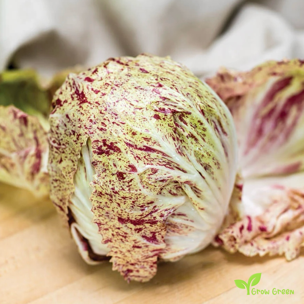 5 seeds of Variegata Di Lusia Endive - CICHORIUM ENDIVIA - Chicory + Gift 5 seeds of Sunflower