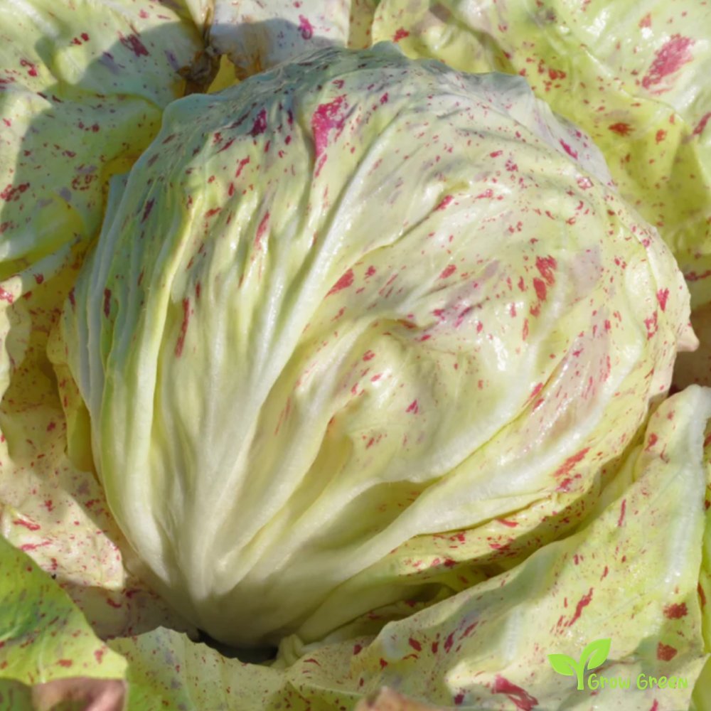 5 seeds of Variegata Di Lusia Endive - CICHORIUM ENDIVIA - Chicory + Gift 5 seeds of Sunflower