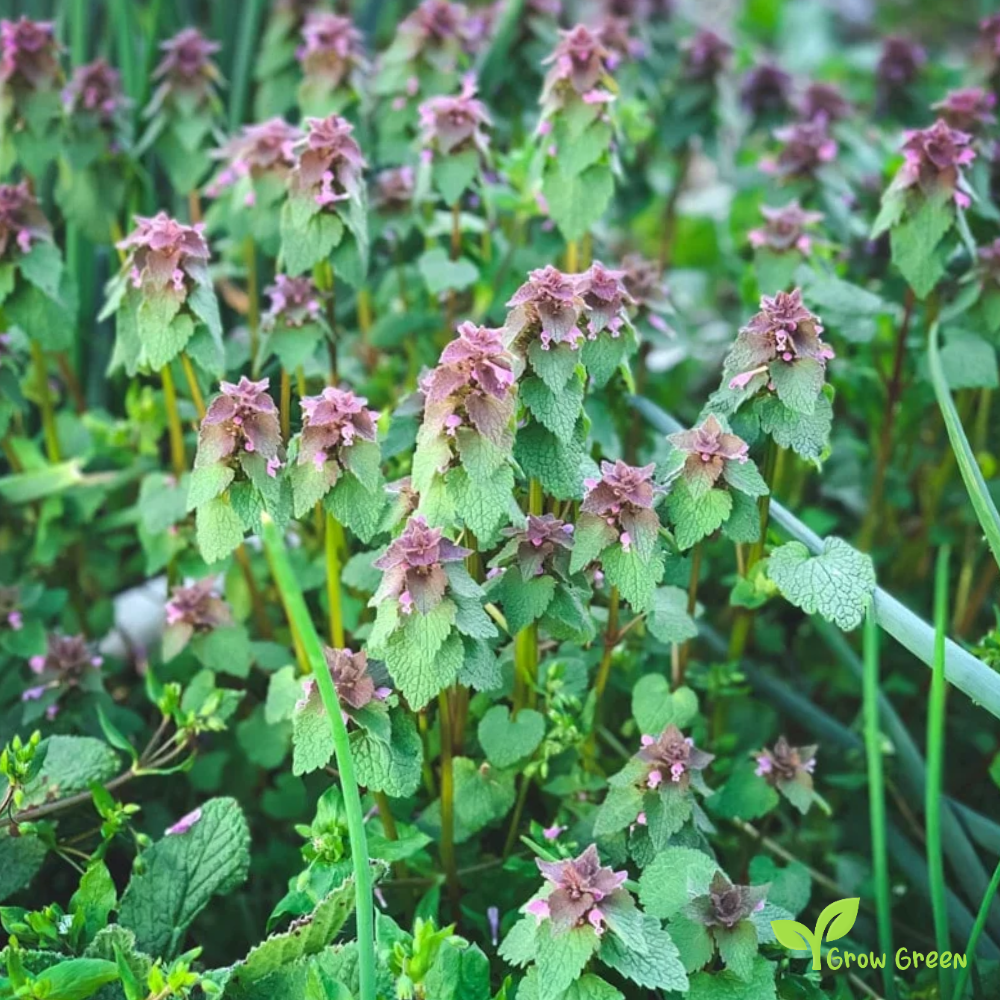 20 seeds of Purple Dead Nettle - LAMIUM PURPUREUM - Archangel + Gift 5 seeds of Sunflower