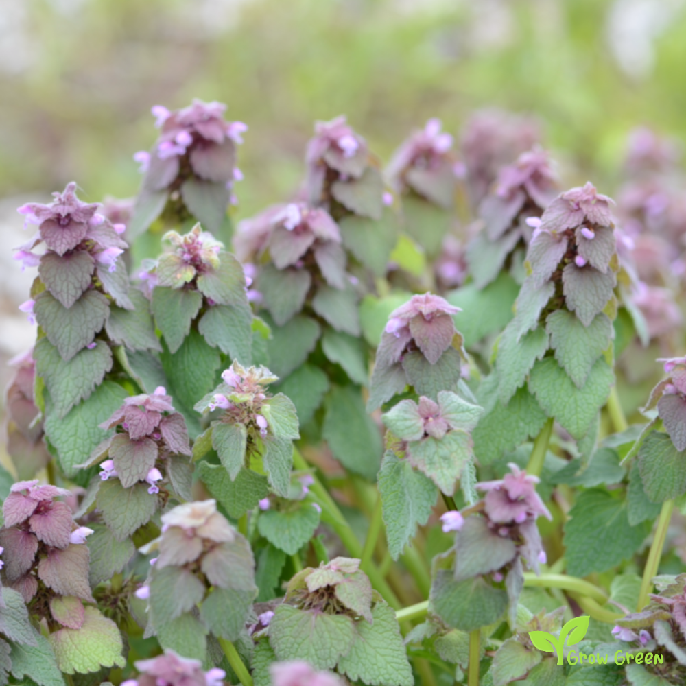 20 seeds of Purple Dead Nettle - LAMIUM PURPUREUM - Archangel + Gift 5 seeds of Sunflower