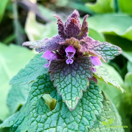 20 seeds of Purple Dead Nettle - LAMIUM PURPUREUM - Archangel + Gift 5 seeds of Sunflower