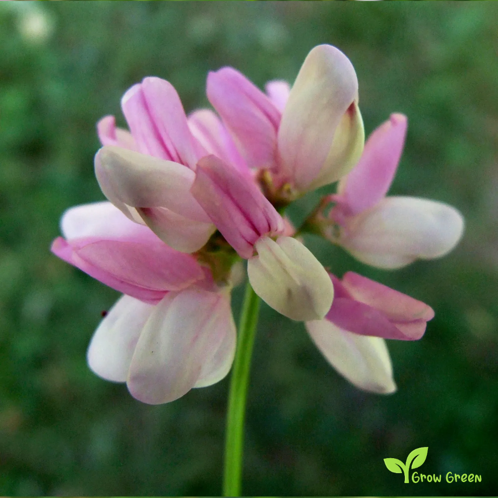 Crownvetch (securigera varia) | 10 seeds