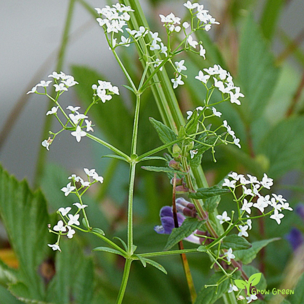 20 seeds of Cotswold - THLASPI PERFOLIATUM - Pennycress + Gift 5 seeds of Sunflower