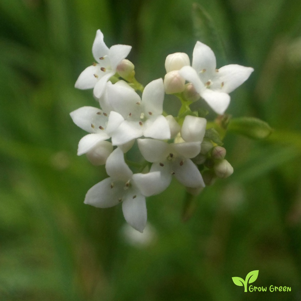 20 seeds of Cotswold - THLASPI PERFOLIATUM - Pennycress + Gift 5 seeds of Sunflower