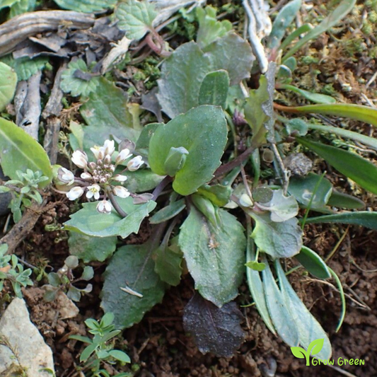 20 seeds of Marsh Bedstraw - GALIUM PALUSTRE + Gift 5 seeds of Sunflower