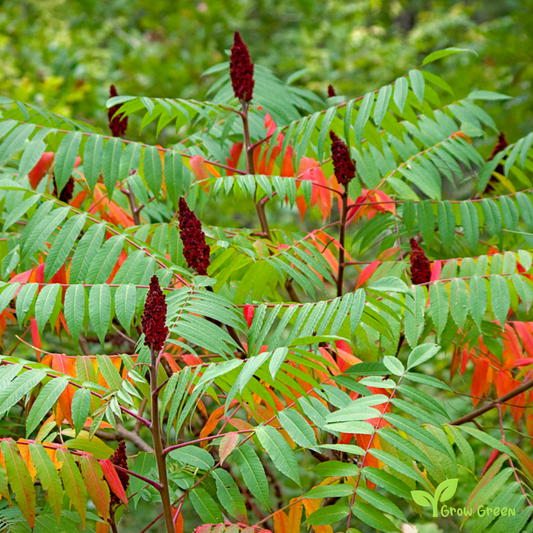 10 seeds of Staghorn Sumac - RHUS TYPHINA + Gift 5 seeds of Sunflower
