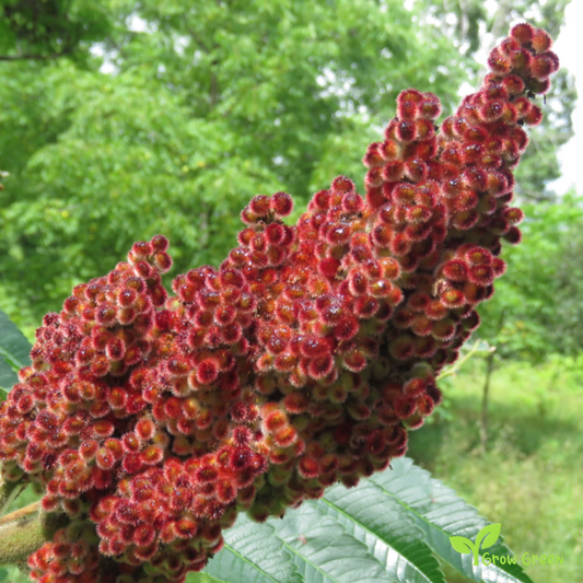 10 seeds of Staghorn Sumac - RHUS TYPHINA + Gift 5 seeds of Sunflower
