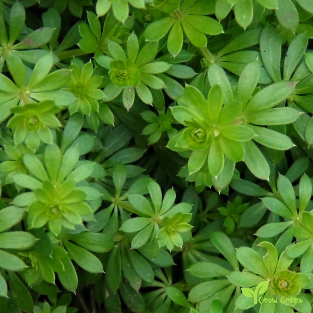 20 seeds of Hedge Bedstraw - GALIUM MOLLUGO - False Baby's Breath + Gift 5 seeds of Sunflower
