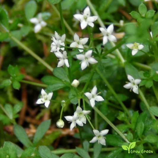 20 seeds of Hedge Bedstraw - GALIUM MOLLUGO - False Baby's Breath + Gift 5 seeds of Sunflower
