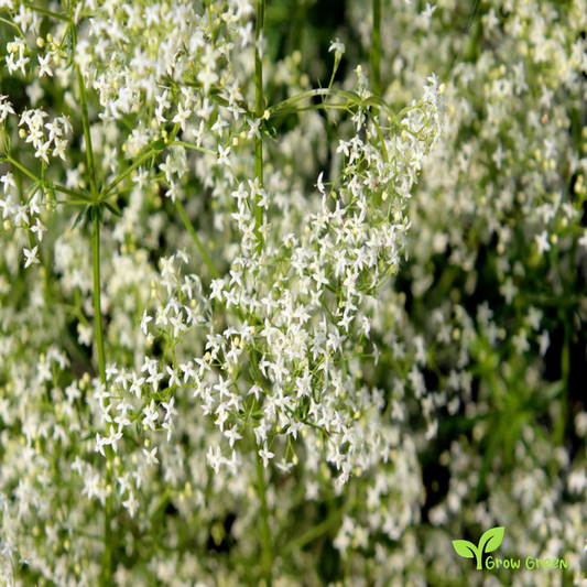 20 seeds of Hedge Bedstraw - GALIUM MOLLUGO - False Baby's Breath + Gift 5 seeds of Sunflower